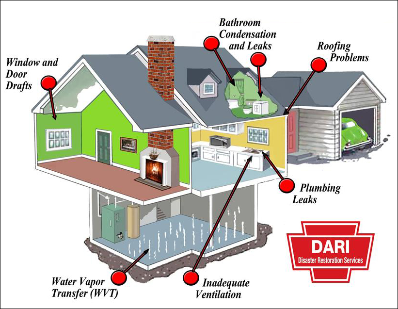Mold FAQs content image